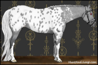 Horse Color:Silver Grullo Chinchilla Appaloosa 