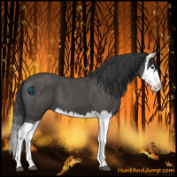 Horse Color:Black Splash 