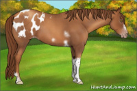Horse Color:Gray Gold Champagne Roan Tobiano Frame Appaloosa 