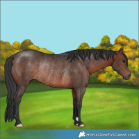 Horse Color:Brown Rabicano 