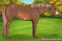 Horse Color:Chestnut Frame
