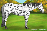 Horse Color:Black Appaloosa 