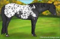 Horse Color:Black Appaloosa