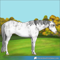 Horse Color:Brown Sabino 