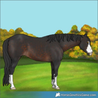 Horse Color:Brown 