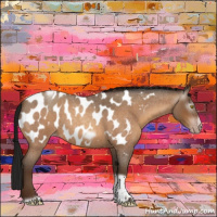 Horse Color:Gray Amber Champagne Roan Tobiano Frame Appaloosa