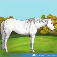 Horse Color:Gray Brown Splash Appaloosa 