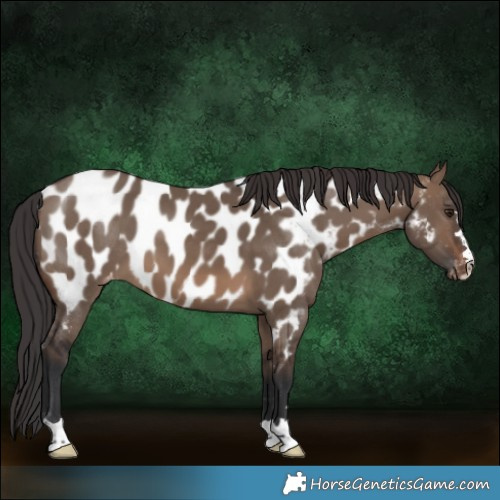 Horse Color:Brown Dun Appaloosa 