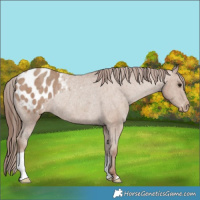 Horse Color:Classic Champagne Appaloosa Rabicano 
