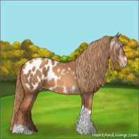 Horse Color:Gray Gold Champagne Roan Tobiano Frame Appaloosa 
