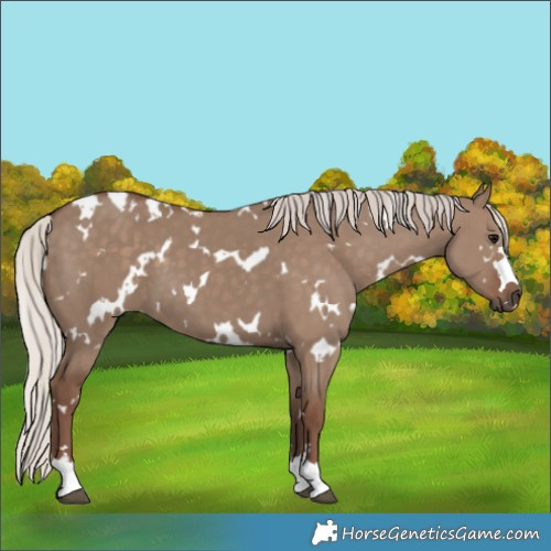 Horse Color:White Spotted Silver Grullo 
