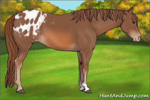 Horse Color:Chestnut Appaloosa