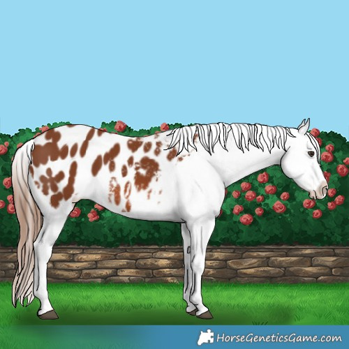 Horse Color:Chestnut Appaloosa