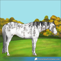 Horse Color:Brown Sabino