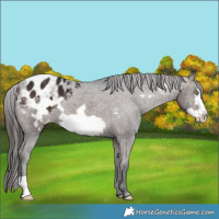 Horse Color:Brown Frame Appaloosa 