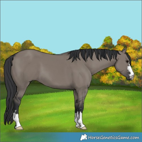 Horse Color:Grullo 