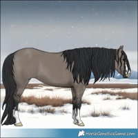 Horse Color:Grullo 