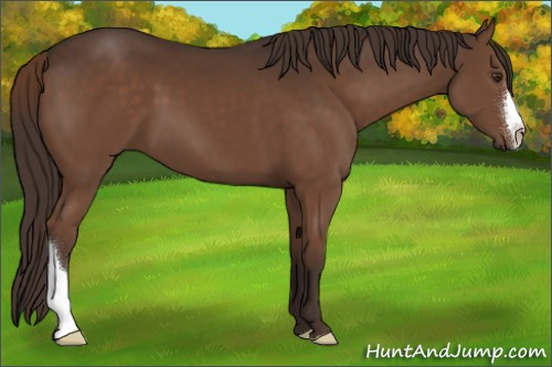 Horse Color:Liver Chestnut 