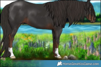 Horse Color:Liver Chestnut