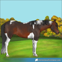 Horse Color:Brown Tobiano 
