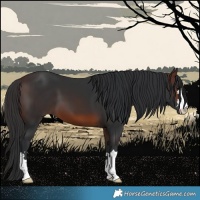 Horse Color:Brown 