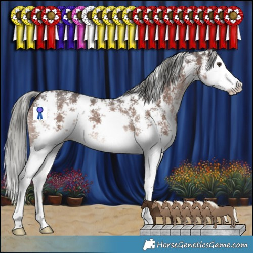 Horse Color:Liver Chestnut Mushroom Sabino Splash 