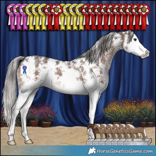 Horse Color:Liver Chestnut Mushroom Sabino Splash 