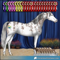 Horse Color:Liver Chestnut Mushroom Sabino Splash 