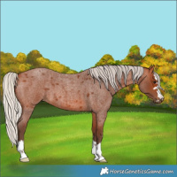 Horse Color:Silver Bay Roan