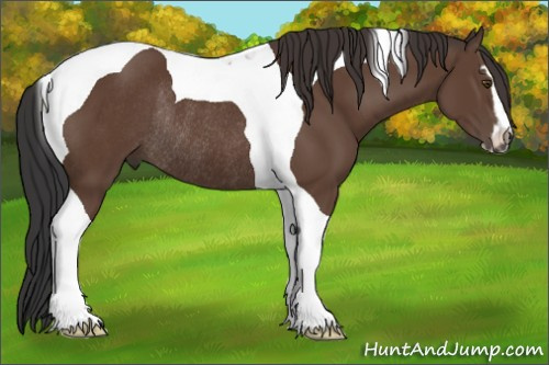 Horse Color:Bay Sabino Tobiano Rabicano 