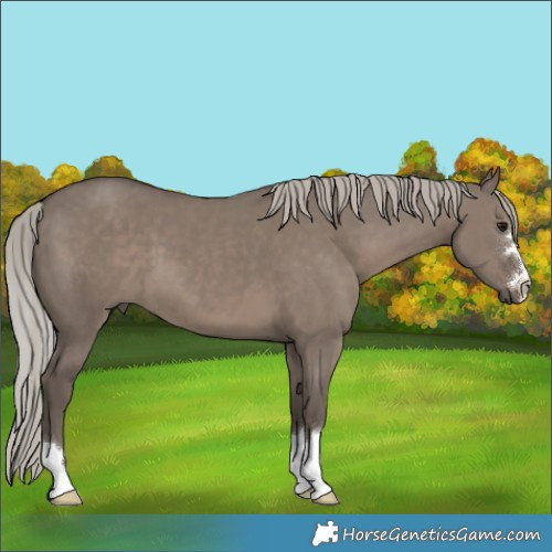 Horse Color:Silver Grullo 