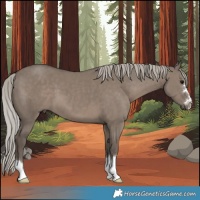Horse Color:Silver Grullo 