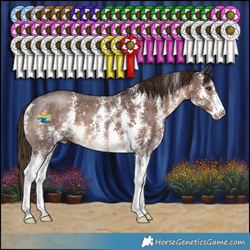 Horse Color:Liver Chestnut Sabino