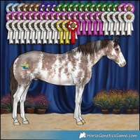 Horse Color:Liver Chestnut Sabino