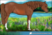 Horse Color:Chestnut Tobiano