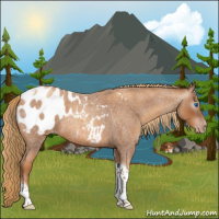 Horse Color:Gray Gold Champagne Roan Tobiano Frame Appaloosa 