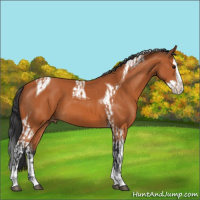 Horse Color:Bay Splash Tobiano Appaloosa  and Bay Splash Tobiano 