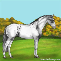 Horse Color:White Spotted Black Splash Tobiano Frame Appaloosa 