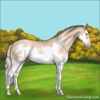 Horse Color:Silver Classic Champagne Dun Splash Frame 