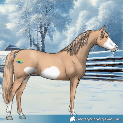 Horse Color:Gold Champagne Frame 