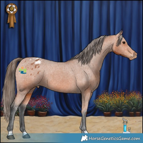 Horse Color:Bay Appaloosa 