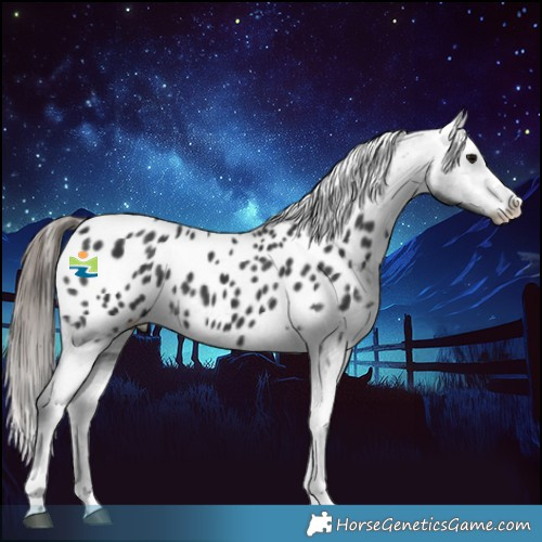 Horse Color:Black Appaloosa 