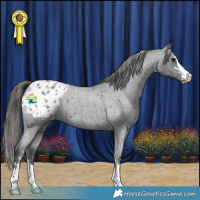 Horse Color:Blue Roan Appaloosa 