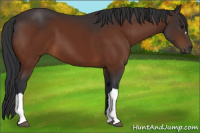 Horse Color:Brown 