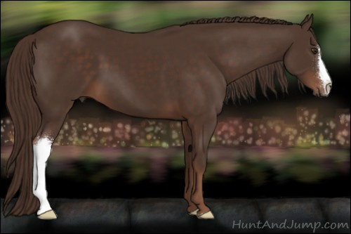 Horse Color:Liver Chestnut 