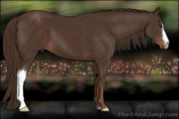 Horse Color:Liver Chestnut 