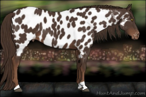 Horse Color:Liver Chestnut Appaloosa