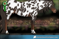 Horse Color:Liver Chestnut Appaloosa 