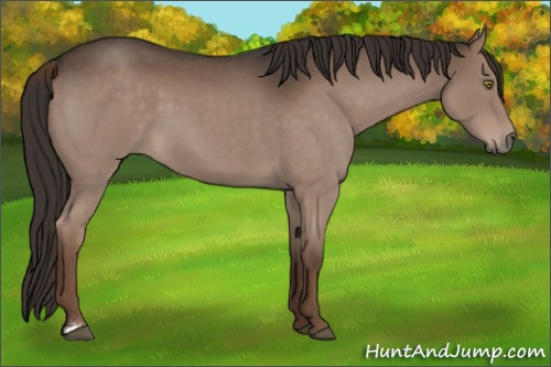 Horse Color:Liver Red Roan 