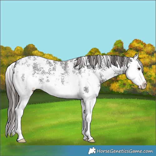 Horse Color:Liver Chestnut Sabino Splash